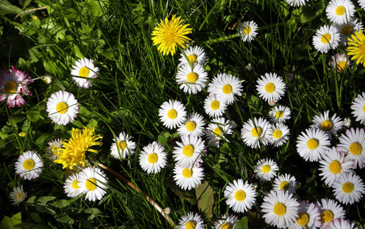 Daisy Chain In Real Estate: Is it a Viable Strategy?